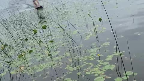 Skim Boarding Stunt Doesn't Stick the Landing