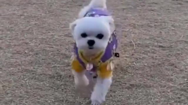 funny cute pet (60)