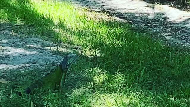 Iguana at the beach, a mini Dragon look. Welcome to Florida!