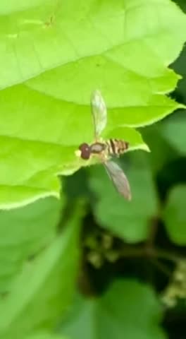 flower fly ready for takeoff