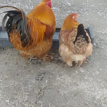 Ginger and Tristan ;-)