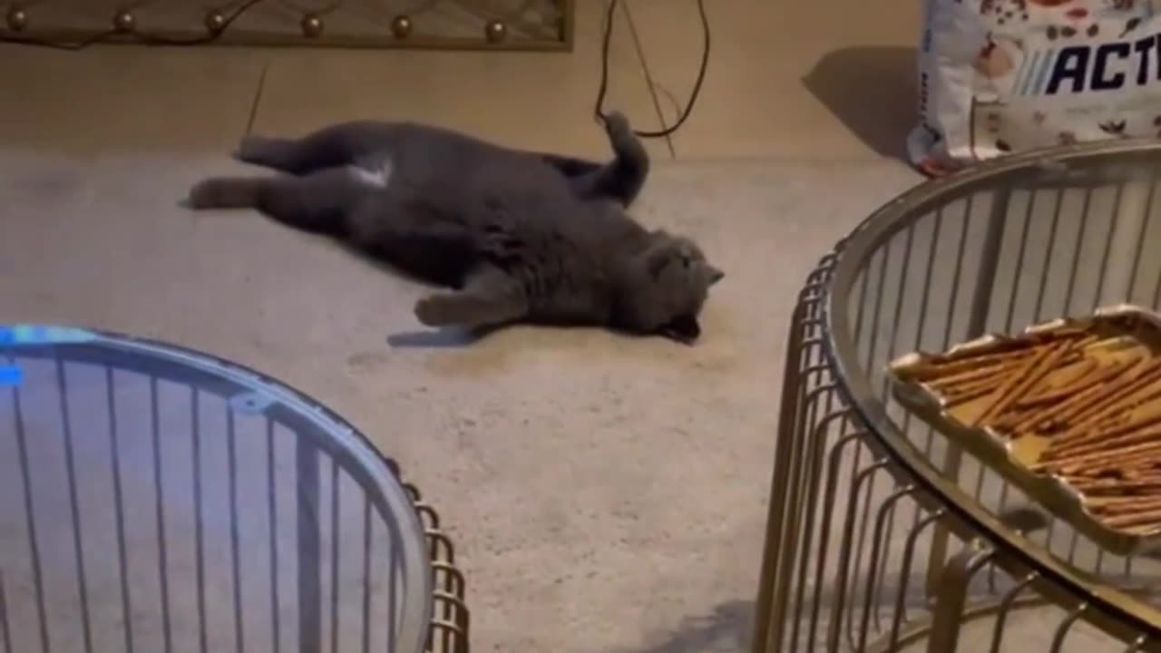 Too Funny to Miss: Cat's Hilarious Lay Down Goes Viral