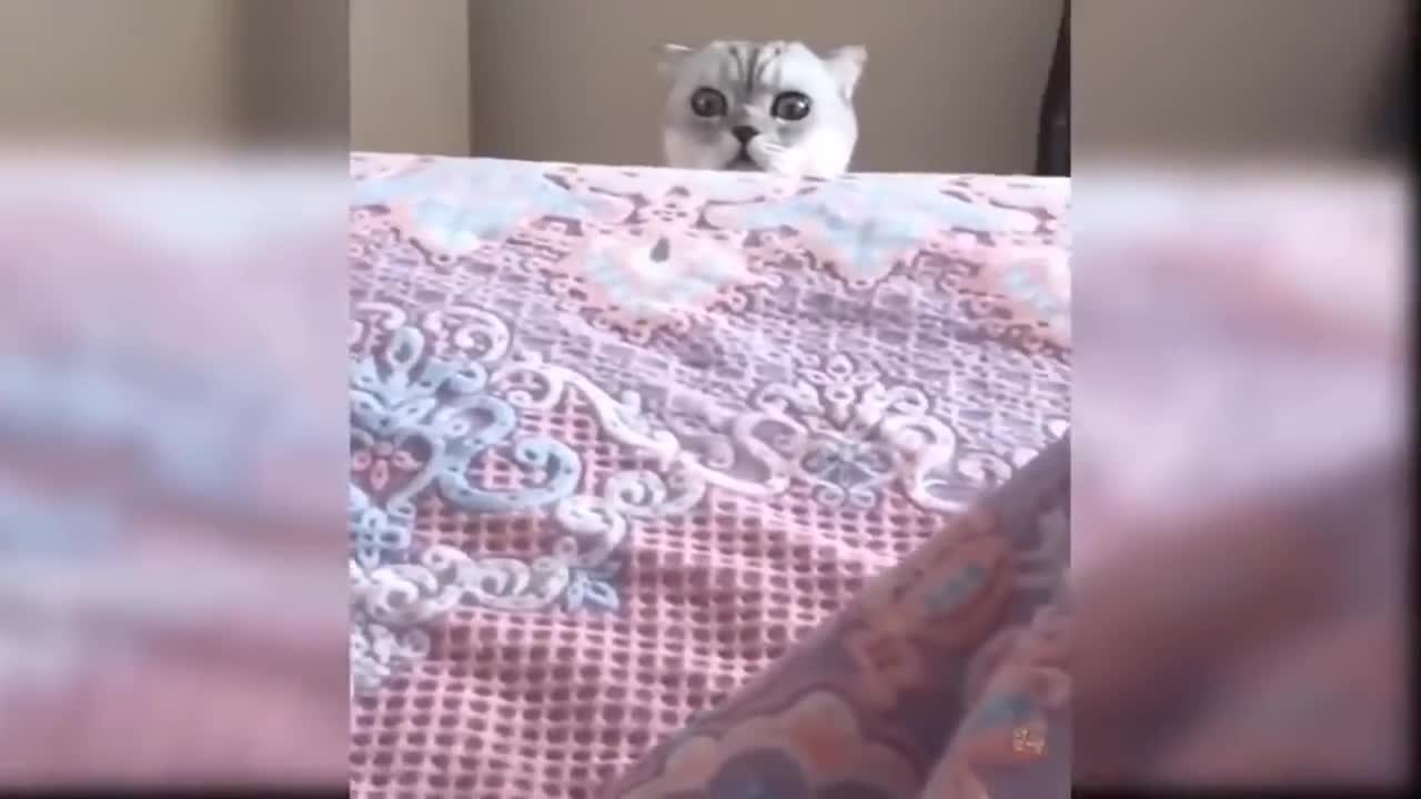 Funny cats compilation (cute)