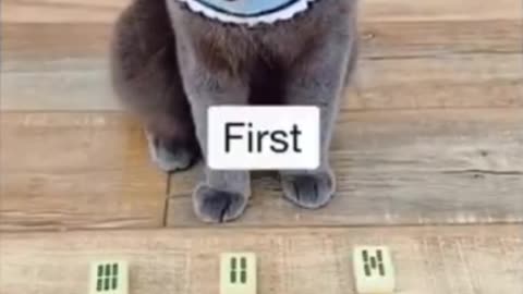 Cat playing guessing card