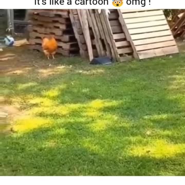 "Feathered Frenzy: When the Unimaginable Happens as a Chicken Turns the Tables on a Dog!"