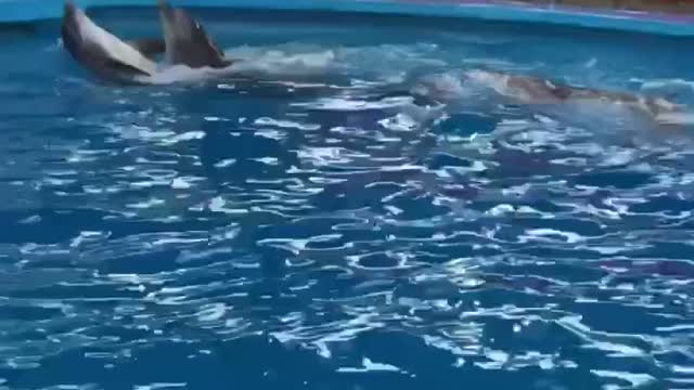 dolphin dance in the dolphinarium, it's impossible to take your eyes off