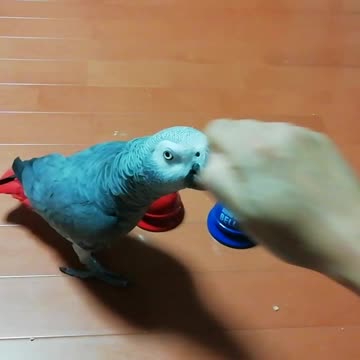 The smart parrot fails in ringing