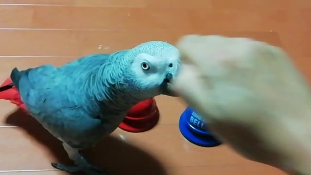 The smart parrot fails in ringing