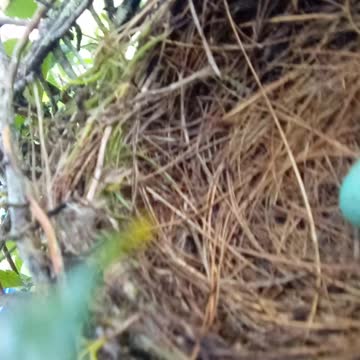 Spying a nest in a Chickasaw Plum Part 4