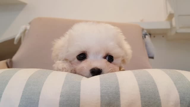 Bichon frise cute puppy