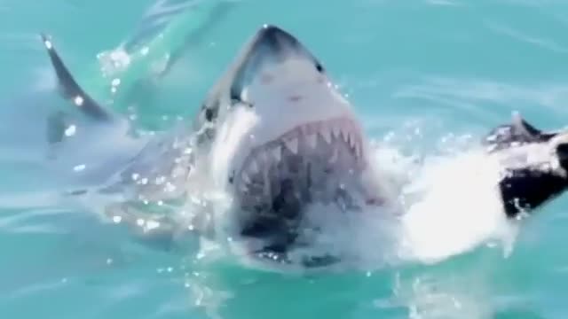 🦈 Great White Shark Attack Slow Motion Video. | Interesting Facts #Shorts #topchannel