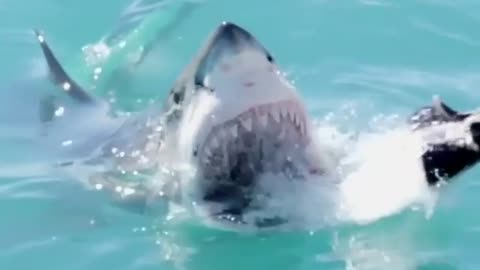 🦈 Great White Shark Attack Slow Motion Video. | Interesting Facts #Shorts #topchannel