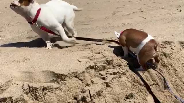 Bulldog Helps Buddy Up a Sand Mound