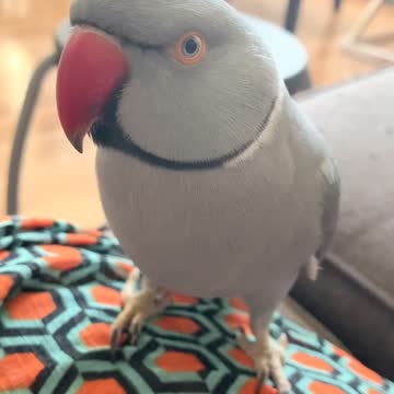 Cute parrot knows how to say his name