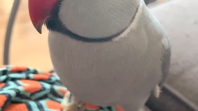 Cute parrot knows how to say his name