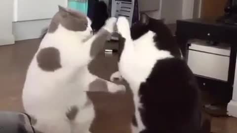 cats training boxing