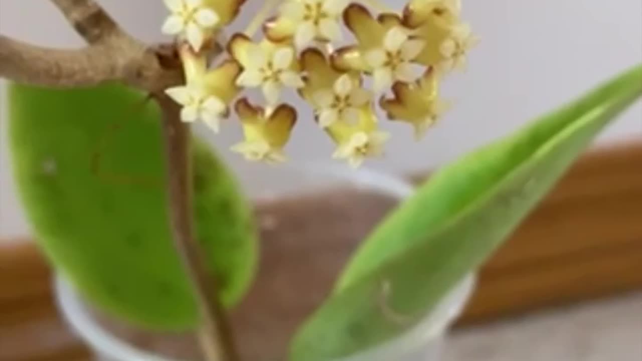 🌼 #Hoya Surprises - how Hoya McGregorii blooms? Beautiful #flowers #hoyaplant