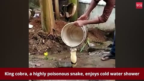 King cobra bathing with cold water