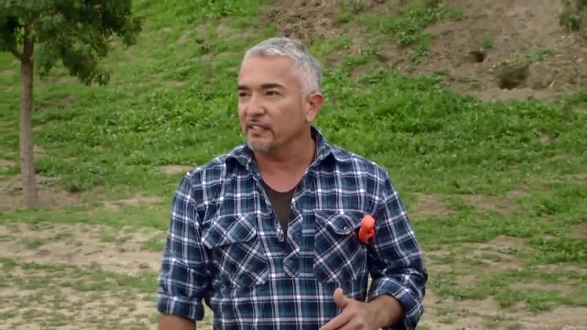 How To Teach A Dog Anything! With Cesar Milan!