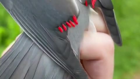 Amazing Rare Bird 🐦🪶❤️❤️