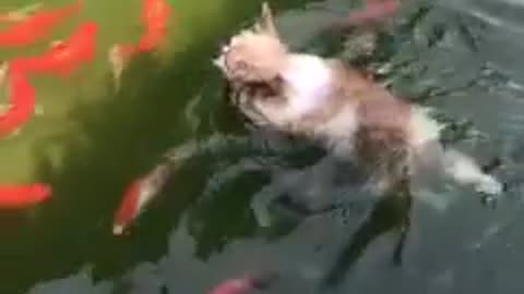 Funniest_cat_and_dog_video!! Part 9