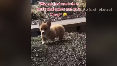 Pet funny videos