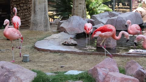 Flamingos at the Flamingo hotel and casino in Las Vegas.