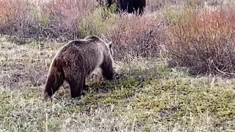 These two bears are they a couple? I feel like a couple