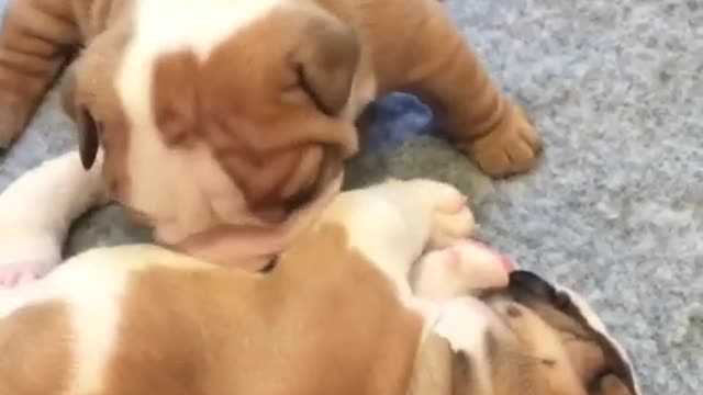 Bulldog puppy humorously attempts to wake up sister