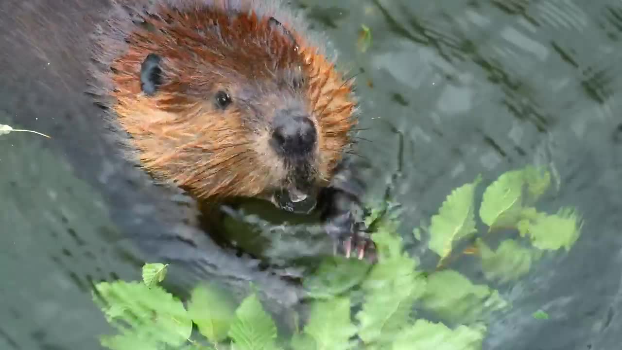 Beaver eating in the water