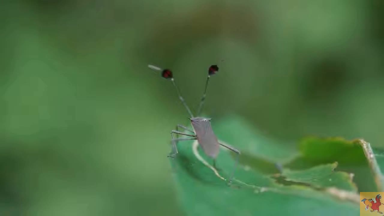 Deep look into the nature . Leaf Footed Bug