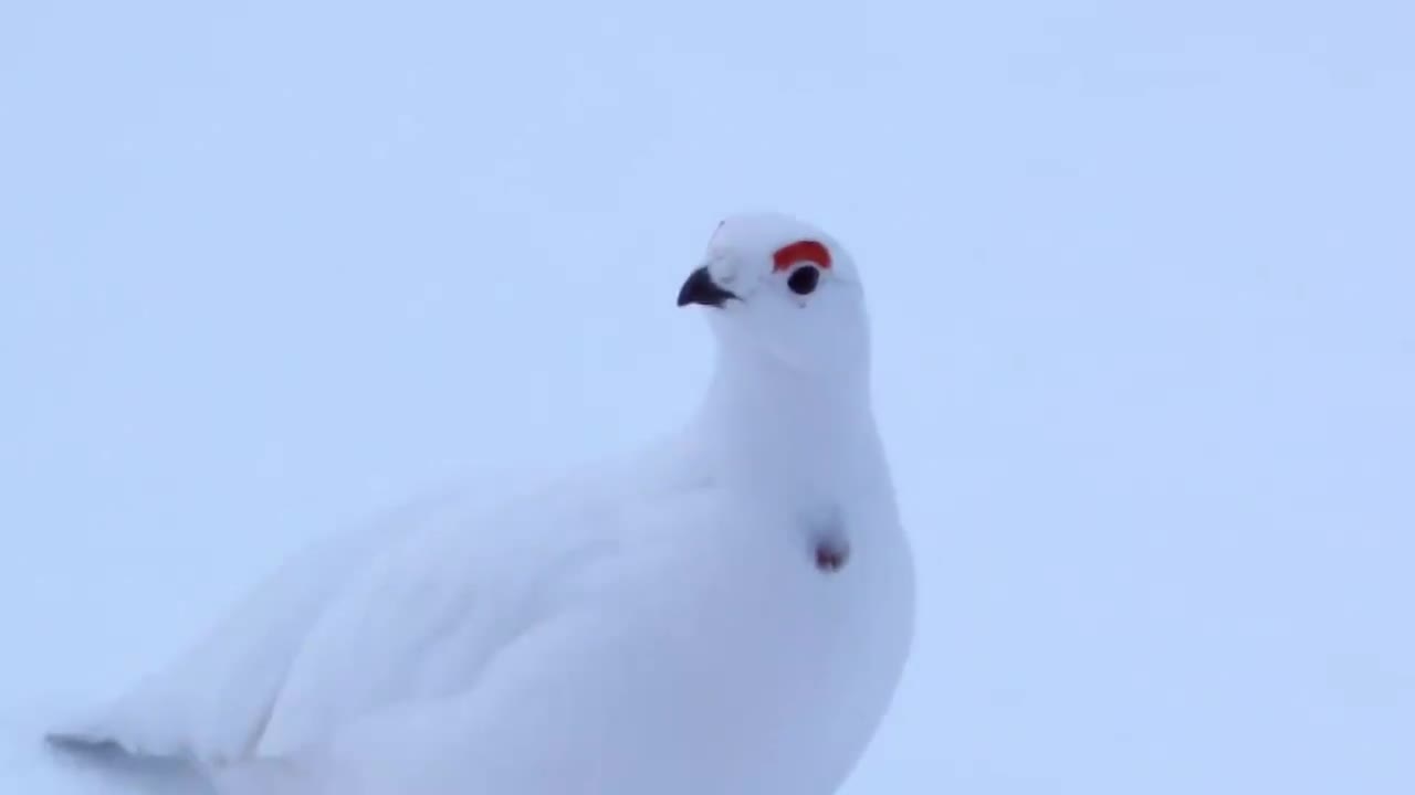 strange bird that talks as if it were human