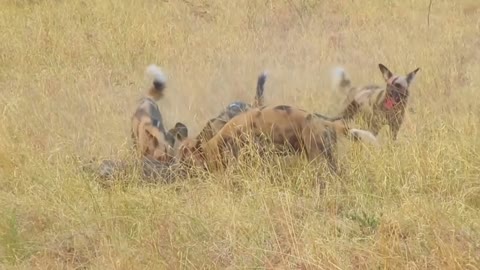 Best animal attacks video with big fights