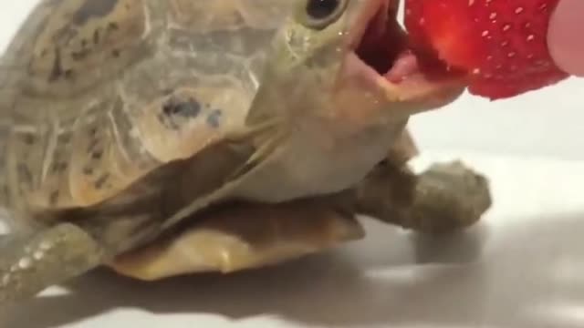 turtle eating strawberry 🍓