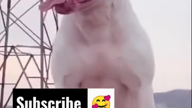 Funny Pitbulls | Cute pitbull | Pitbull dog | Wholesome Pitbulls | Funny Animals | Funny Videos