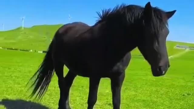 Beautiful Nature with Black Horses || Do u love this scene??