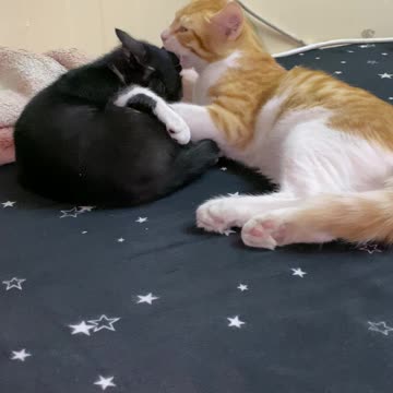 Cats Play Together on My bed
