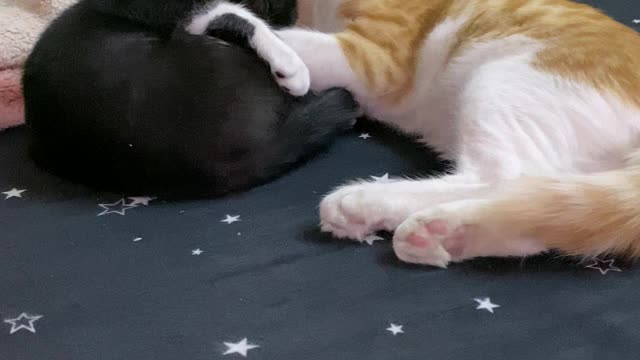 Cats Play Together on My bed