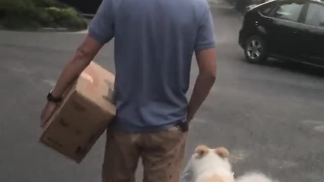 Little dog adorably obsessed with attacking the water hose