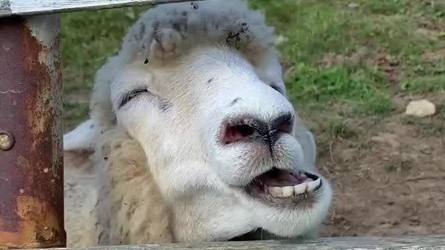 What are you doing, sheep?
