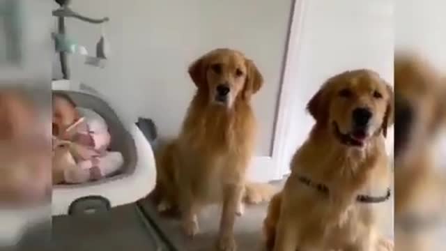 🐶SOO FUNNY 2022 COMPILATION WITH THE CUTES AND FUNNIES PETS 💖