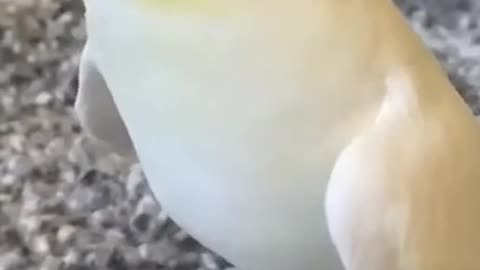 Music for the ears #cockatiel SOUNDS