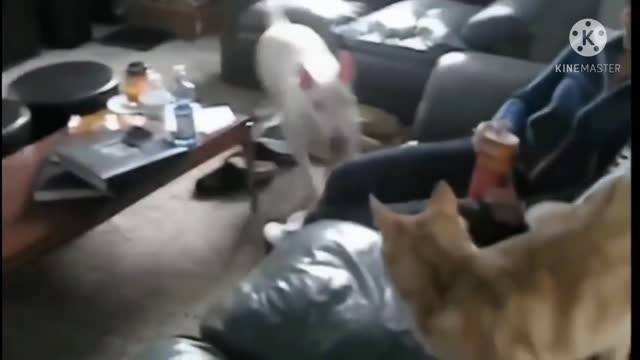 Funny cat v