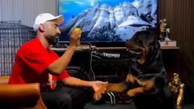 rottweiler lover