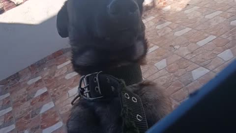 Cute ☺️ video dogs