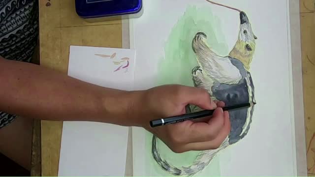 TAMANDUÁ TETRADÁCTILA / URUFAUNA