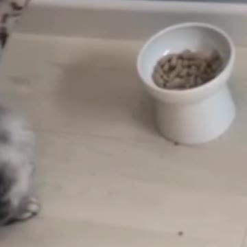 .Cute Cats😻😻😸😸😺#shorts #funnycats #animalsshorts