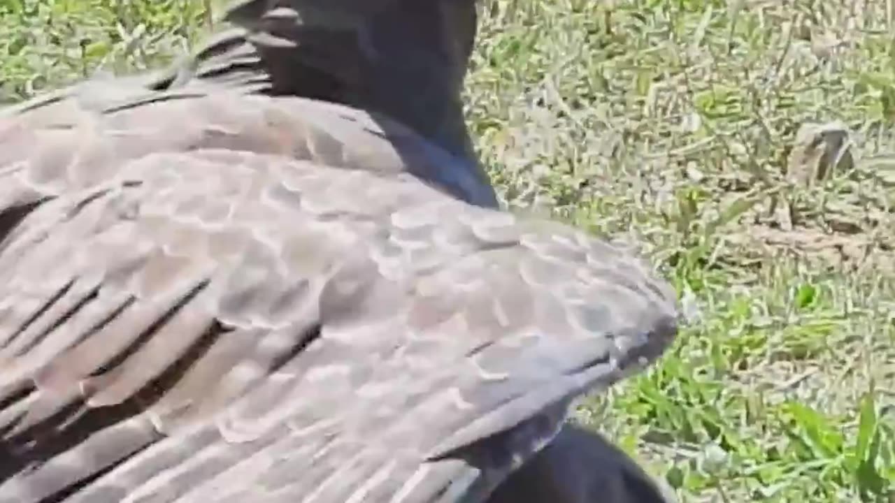 Eagle Swoops Down onto Warthog in Road