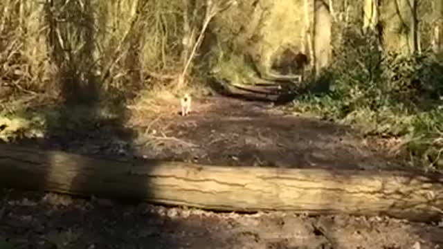 Epic Animal Fail Compilation #59