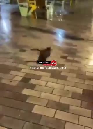 Just another Jew kicking a cat for fun